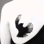 Pretty #blackbird #bird 