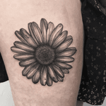 Sunflower 🌼