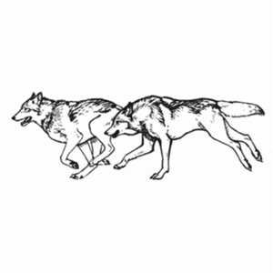 Run wild. #wolves #runningwolves #wolftattoo #tattoodesign #runwild #wilderness #nature #simple #lines #biceptattoo 