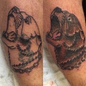 Neo-Traditional Rottweiler coverup #neotraditional #traditional #markedloyalty #coverup 