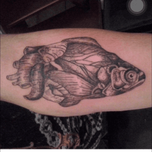 Peixe em formato de coraçao #tattoo#fish#drawing 