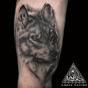 Tattoo by Lark Tattoo artist Lance Levine. See more of Lance's work here: http://www.larktattoo.com/long-island-team-homepage/lance-levine/ #wolf #wolftattoo #animaltattoo #animalportrait #animalportraittattoo #realistictattoo #bng #bngtattoo #blackandgreytattoo #blackandgraytattoo #tattoo #tattoos #tat #tats #tatts #tatted #tattedup #tattoist #tattooed #tattoooftheday #inked #inkedup #ink #tattoooftheday #amazingink #bodyart #tattooig #tattoosofinstagram #instatats #larktattoo #larktattoos #larktattoowestbury #westbury #longisland #NY #NewYork #usa #art
