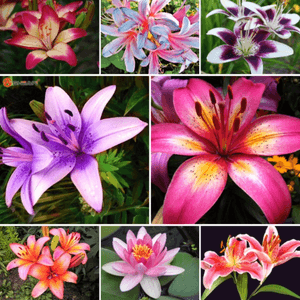 🌺 #lily #favouriteflowers #pretty