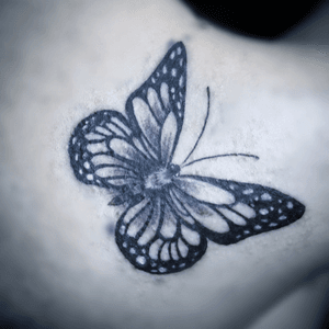 Butterfly - Freedom