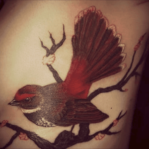Fantail on my ribcage