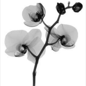 #xrayflower #orchid 