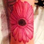 Artist #cindyvega #flower #gerberdaisies #pinkflower 