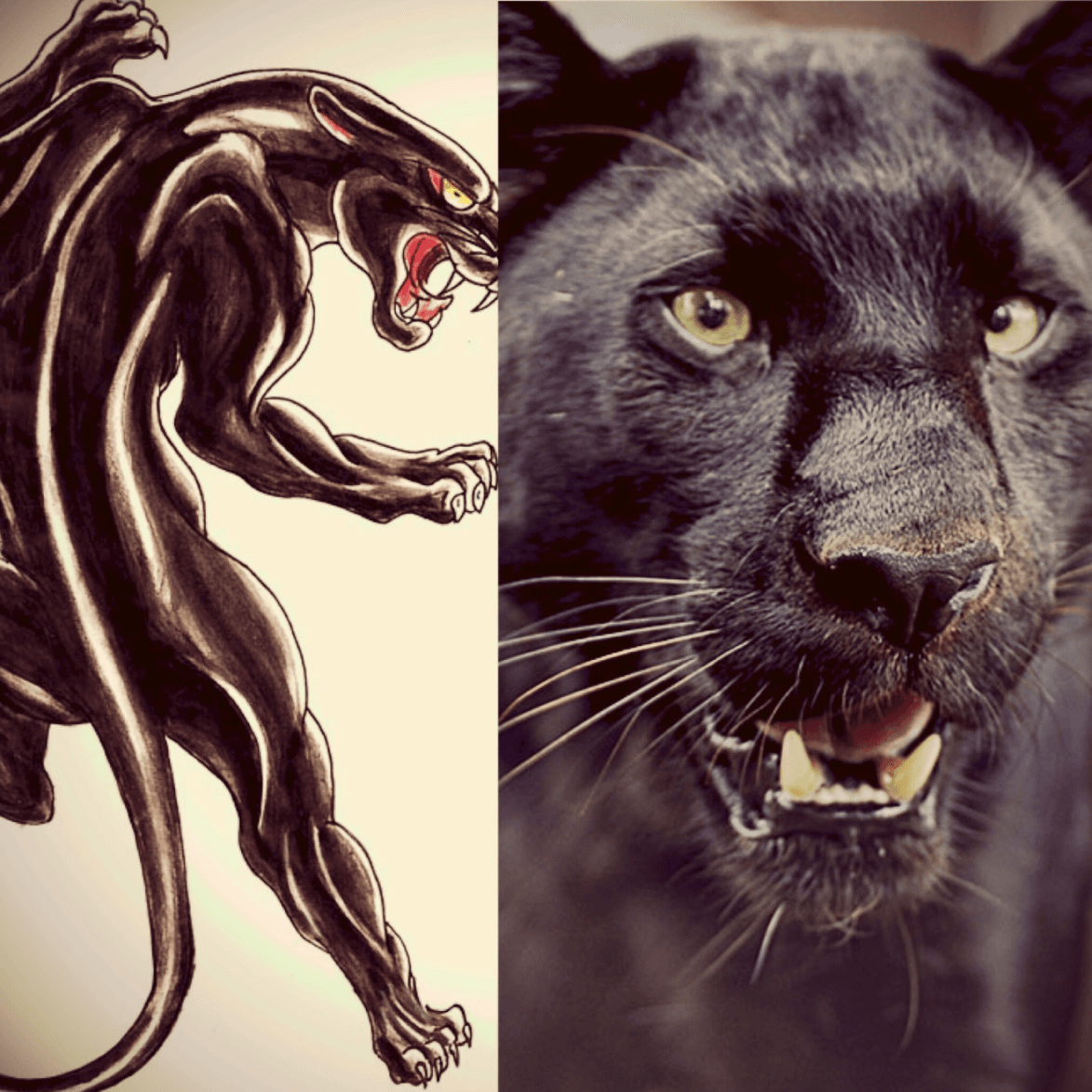 Powerful Panther Drawings
