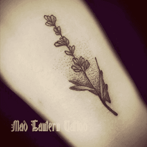 #lavender #labendertattoo #minimalist #dotwork #flower 