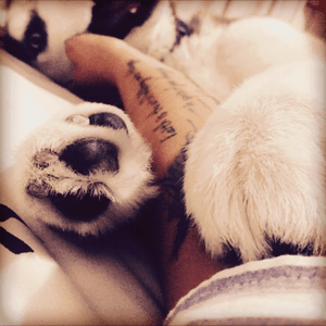 My two loved things... My husky and my tattoo