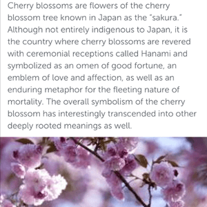 The meaning of a cherry blossom decribs me and how i feel 