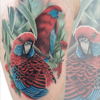 A #rosella puece from a few months back. #parrot #parrots #bird #birds #australiana #aussie #australian #wildlife #portrait #animal #animals #color #colour #edmonton #feminine #bombshelltattoo #canada #yeg #tattoodo #lizvenom 