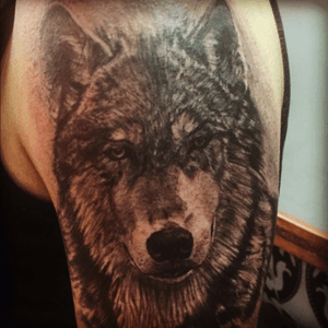 Wolf #wolf 
