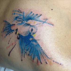 Pajarito para arturo , gracias por la confianza ❤️ #temuco #sur #dilaverdadrosa #myway #calvinharris #tattoo #tatuaje #ink #inklife #tattoolife #style #tatuaje #bird #aves #colores #color #happyalientattoo