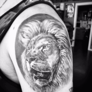 #realistic #tattoo #lion #face #alletattoo #blackandgrey #dreamtattoo 