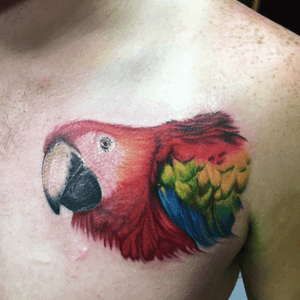 #scarlet #macaw #color #realism #tattoo #wildlife #tropical #bird #birdtattoo 