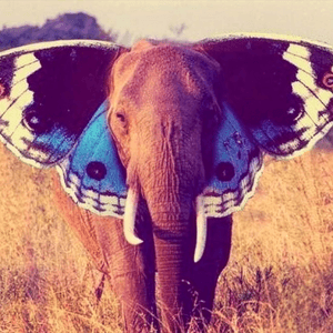 #megandreamtattoo just the head and ears  🐘 a elefly? Butterphant? 😍