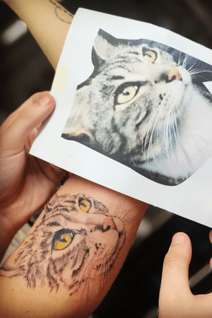 Gato Realismo Tattoo 