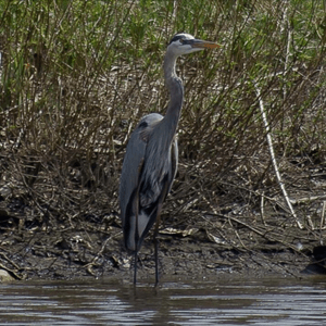 #MEGANDREAMATTOO The best photograph of a heron I've ever captured. These birds are my unicorn. I see them all the time except when I have my camera ready. Then they are nowhere to be found.