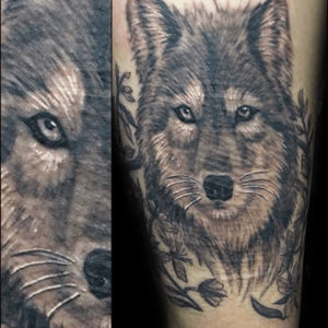 Wolf on scarred skin
