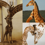 #megandreamtattoo #realism #giraffe 