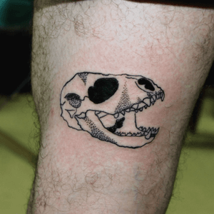 Seal skull
