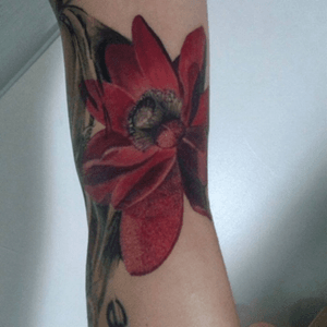#lotus #flowers #loto #red #tattoolovers #tattoo #tatuajes #inkgirls #inkegirls #tattoohealed #tattooaninstagram #followme  @albenystattoostudio @albenisalonso 