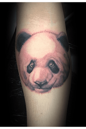 Panda portrait for Alex #tylercicali #animal #portrait #tattooer