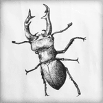Beetle project #beetle #insect #dotwork #blackwork 