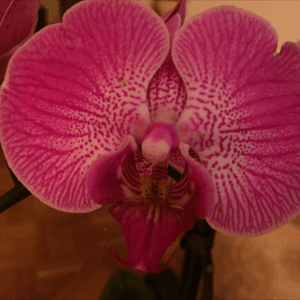 Or maybe a beautiful Megan style orchid? #megandreamtattoo 