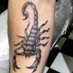 Scorpion first sitting 
