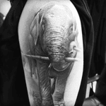 #otte #elephant #hyperrealism #animal 