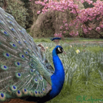 #amijamesdreamtattoo I need a peacock in my life! 