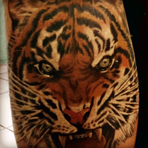 #tiger  Los tigres necesitan de la aventura, disfrutan plenamente de la vida