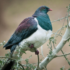 #megandreamtattoo I would love to get this beautiful Kereru tattooed on my chest. Open-winged. I love the colours and they just remind me of home.