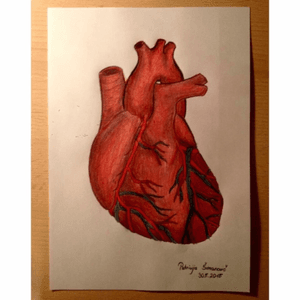 #heart #anatomicalheart #drawing 