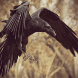 Im loving ravens and their symbolism recently #Ravens 