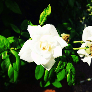 Good morning from natures magic garden ✨🌹 #morning #rose #garden #magic 