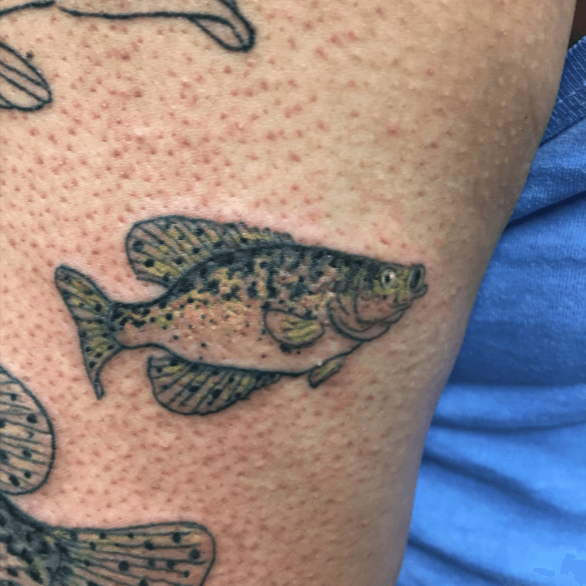Crappie Fish Temporary Tattoo Sticker - OhMyTat