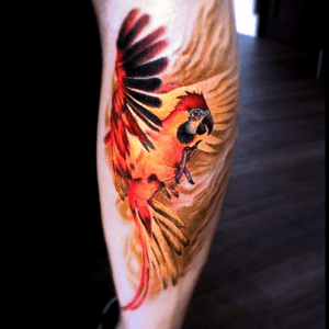 "Phoenix" parrot 