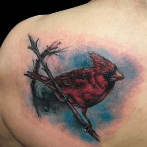 Tattoo by artist PeeWee. See more of PeeWee's work here: http://www.larktattoo.com/long-island-team-homepage/peewee/ . . . . . #colortattoo #bird #birdtattoo #cardinal #cardinaltattoo #animaltattoo #nature #naturetattoo #tattoo #tattoos #tat #tats #tatts #tatted #tattedup #tattoist #tattooed #inked #inkedup #ink #tattoooftheday #amazingink #bodyart #tattooig #tattoosofinstagram #instatats #larktattoo #larktattoos #larktattoowestbury #westbury #longisland #NY #NewYork #usa #art #peewee #peeweetattoo