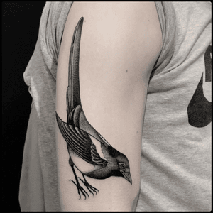 #totemica #tunguska #black #magpie #corvidae #bird #ornithology #tattoo #blackworkers #lagtattoos 