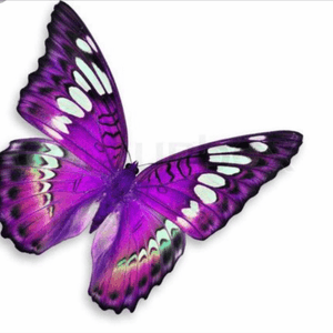 #megandreamtattoo  Purple Butterfly