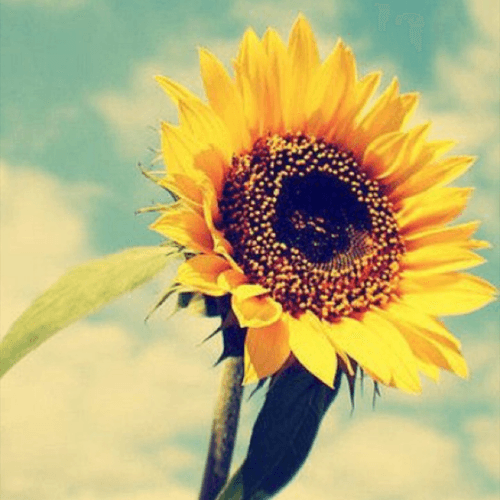 #meganmassacre #megandreamtattoo #sunflower #sunflowertattoo 