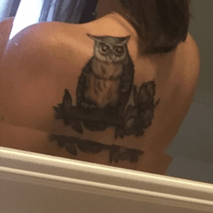 Fresh ink...Great Horned Owl perched in a Magnolia tree
