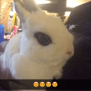  bunny ❣❣