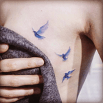 #birds #bluebirds 