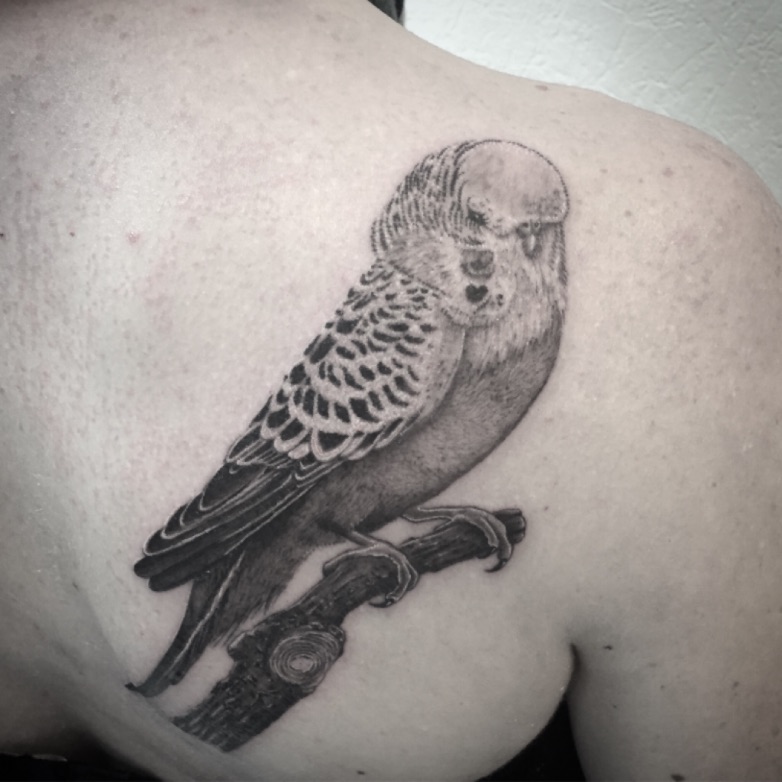 Tattoo uploaded by Fanny • #parakeet #parakeettattoo #perruche #perruchetattoo #bird #birdtattoo #realistictattoo #welove #tattoodo #backtattoo #blackandwhite #blackandgrey #blackandgreytattoo #blackandwhitetattoo #lespetitspointsdefanny #tattoodo ... Tattoo uploaded by Fanny • #parakeet #parakeettattoo #perruche #perruchetattoo #bird #birdtattoo #realistictattoo #welove #tattoodo #backtattoo #blackandwhite #blackandgrey #blackandgreytattoo #blackandwhitetattoo #lespetitspointsdefanny #tattoodo ...