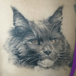 Fluffy cat. #dreamtattoo #fluffy #touchofcolour #nofilter #pussy #cat 