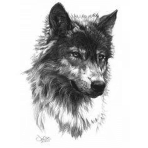 I want this wolf w a moon behind #megandreamtattoo 